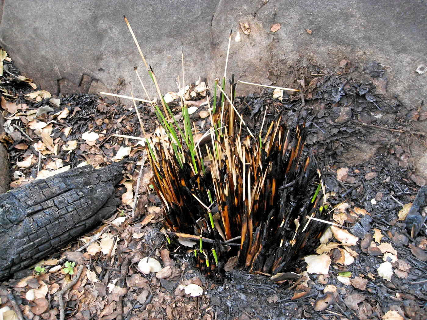 Santa Barbara Botanic Garden after the Jesusita Fire