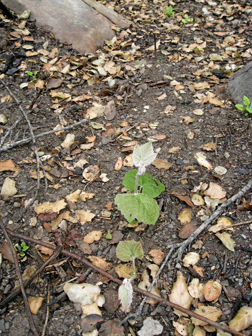 Santa Barbara Botanic Garden after the Jesusita Fire