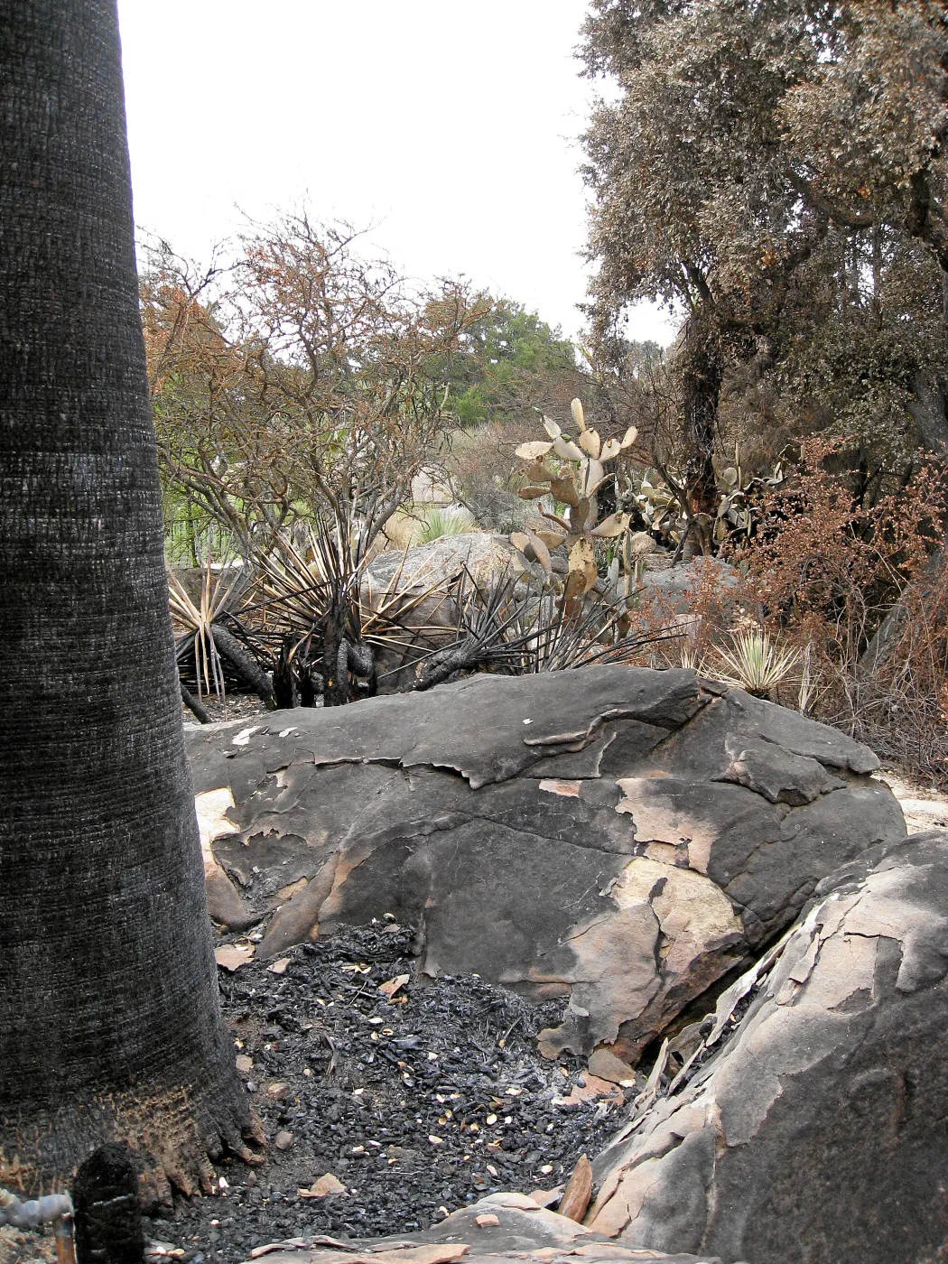 Santa Barbara Botanic Garden after the Jesusita Fire