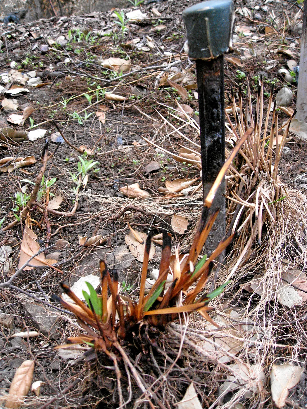 Melted label, resprouting Iris