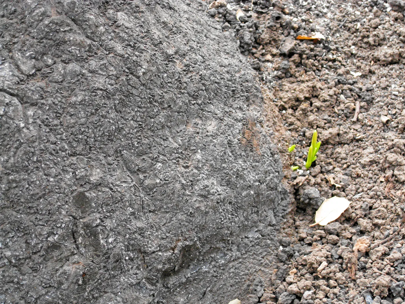 Santa Barbara Botanic Garden after the Jesusita Fire