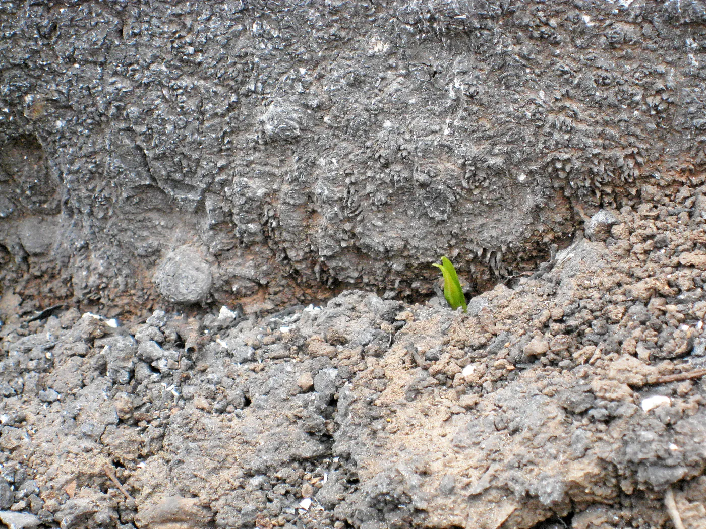 Signs of recovery after the Jesusita Fire