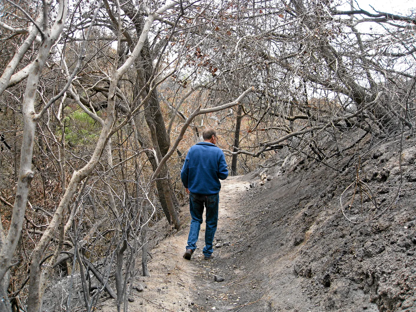 Santa Barbara Botanic Garden after the Jesusita Fire