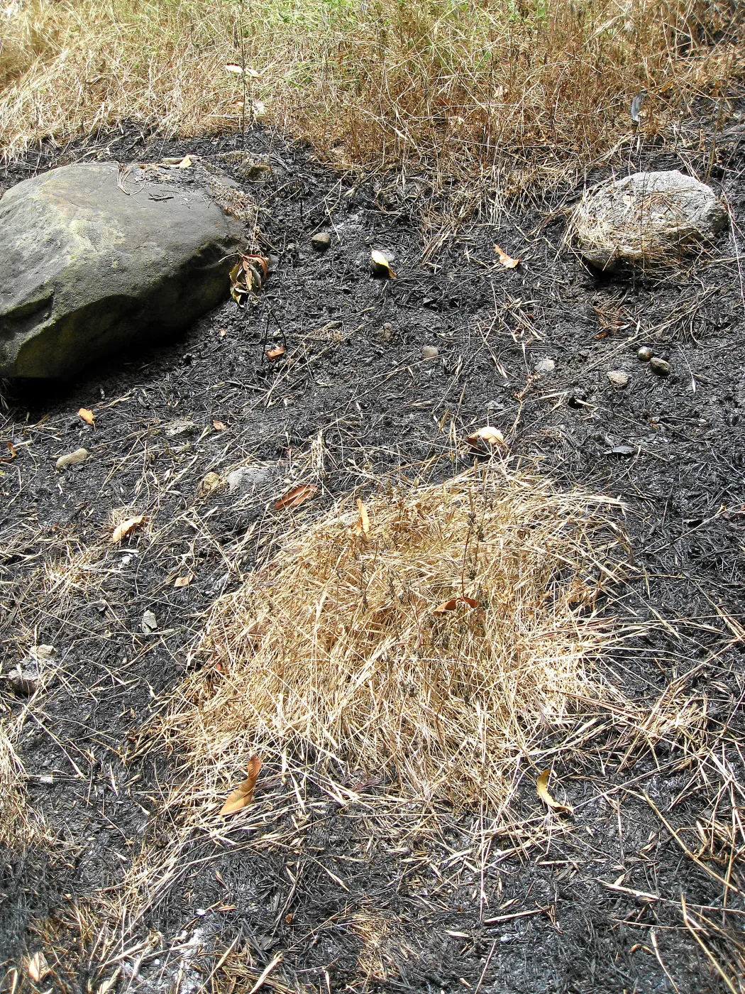 Unburned patch of dormant grass