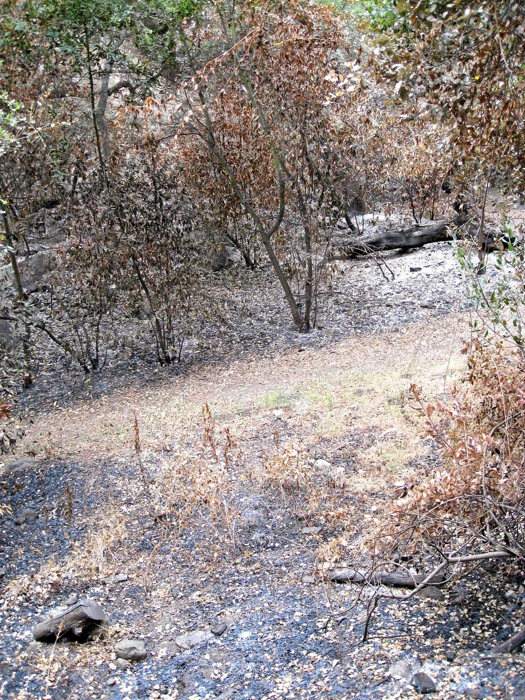 Santa Barbara Botanic Garden after the Jesusita Fire