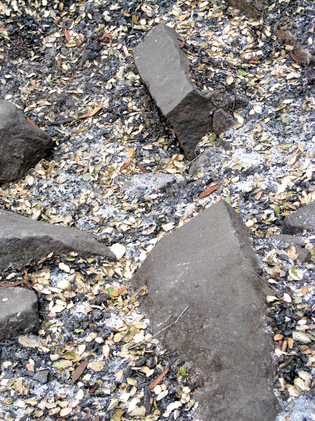 Santa Barbara Botanic Garden after the Jesusita Fire. Piles of old quarry tailings in the Canyon