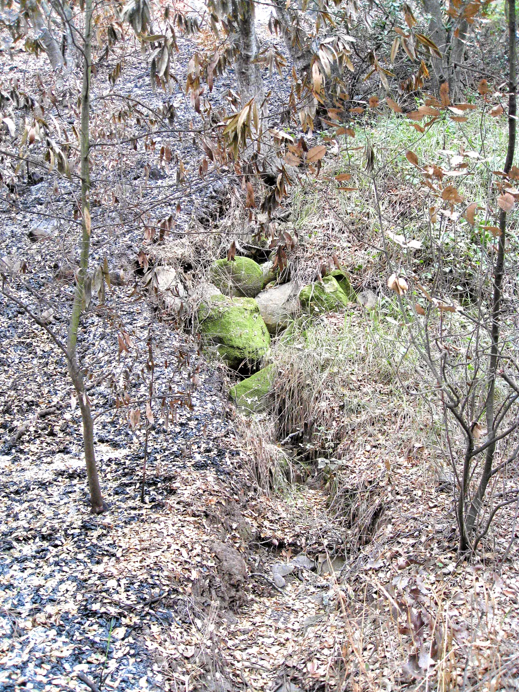Santa Barbara Botanic Garden after the Jesusita Fire