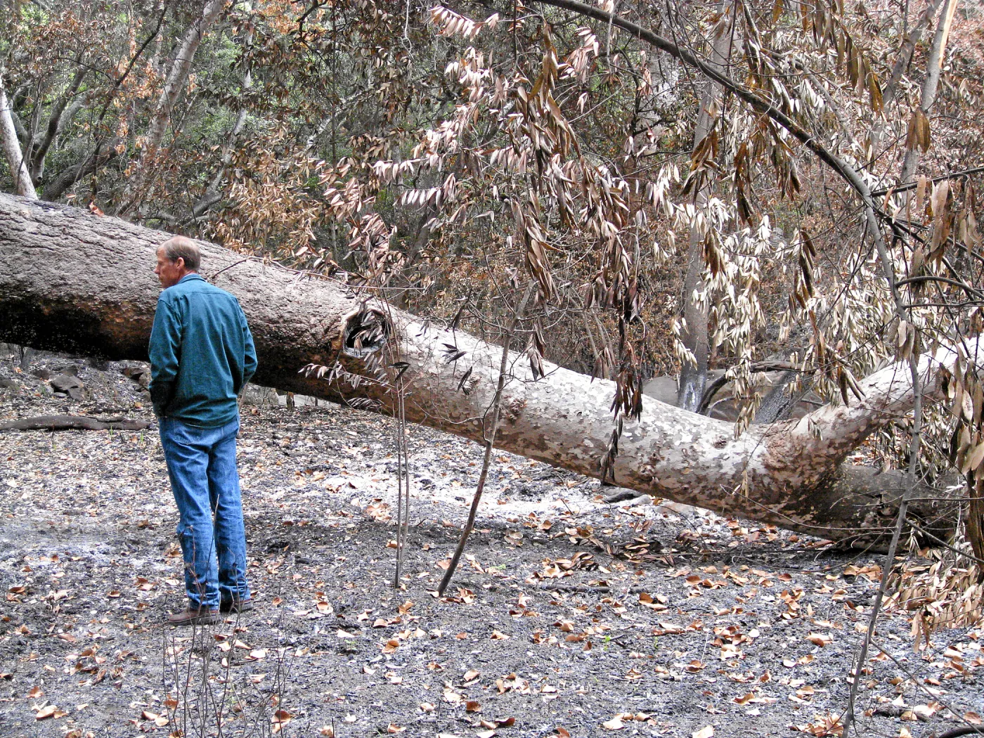 Surveying downed sycamore