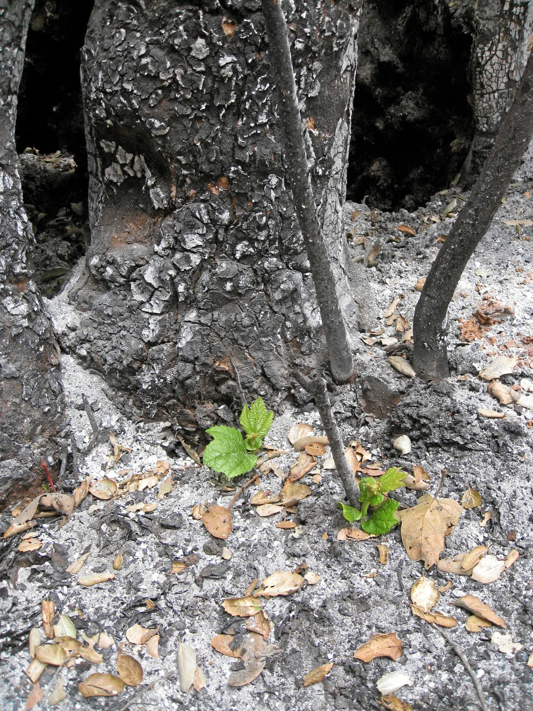 New life after the Jesusita Fire