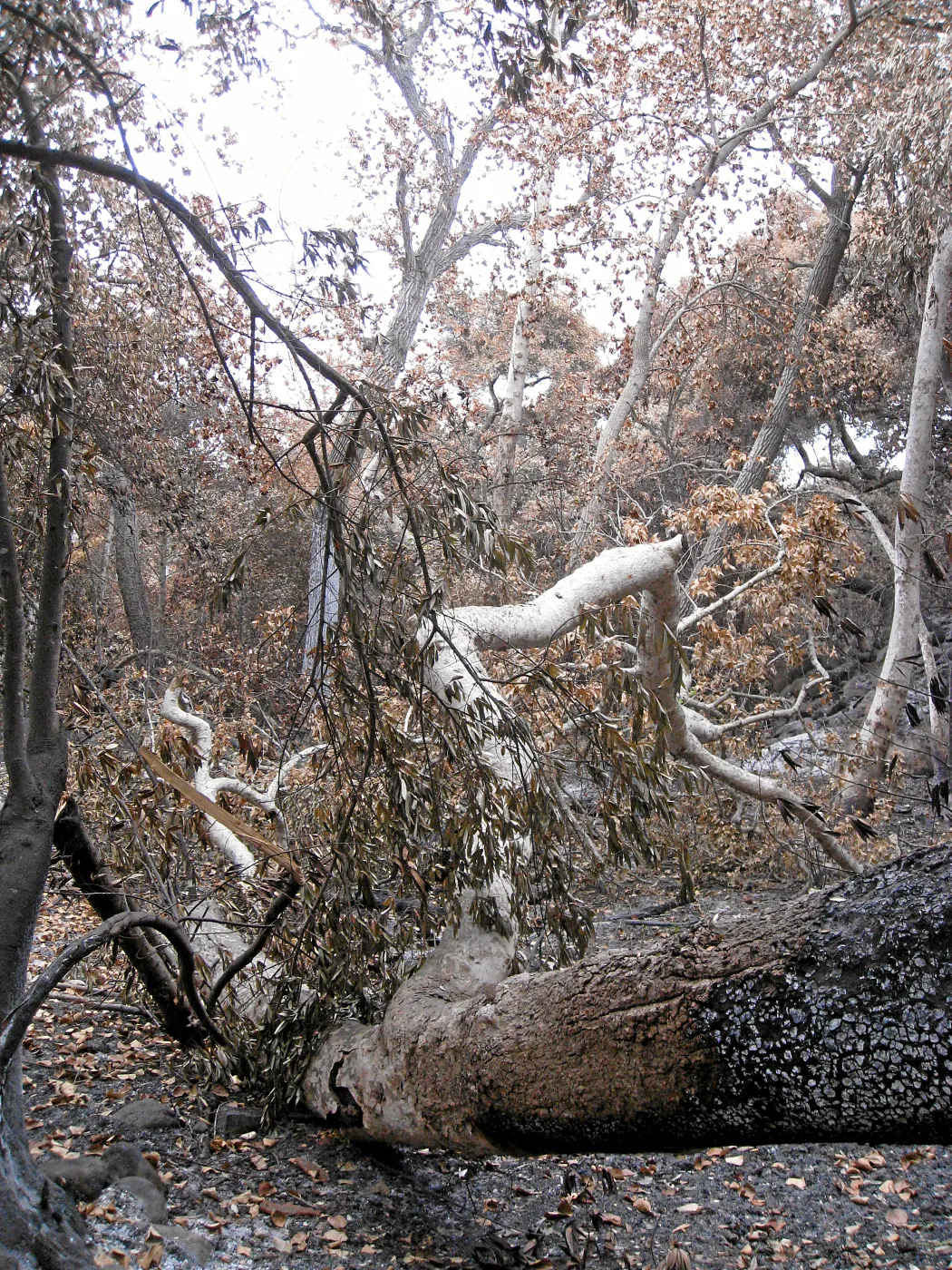 Santa Barbara Botanic Garden after the Jesusita Fire