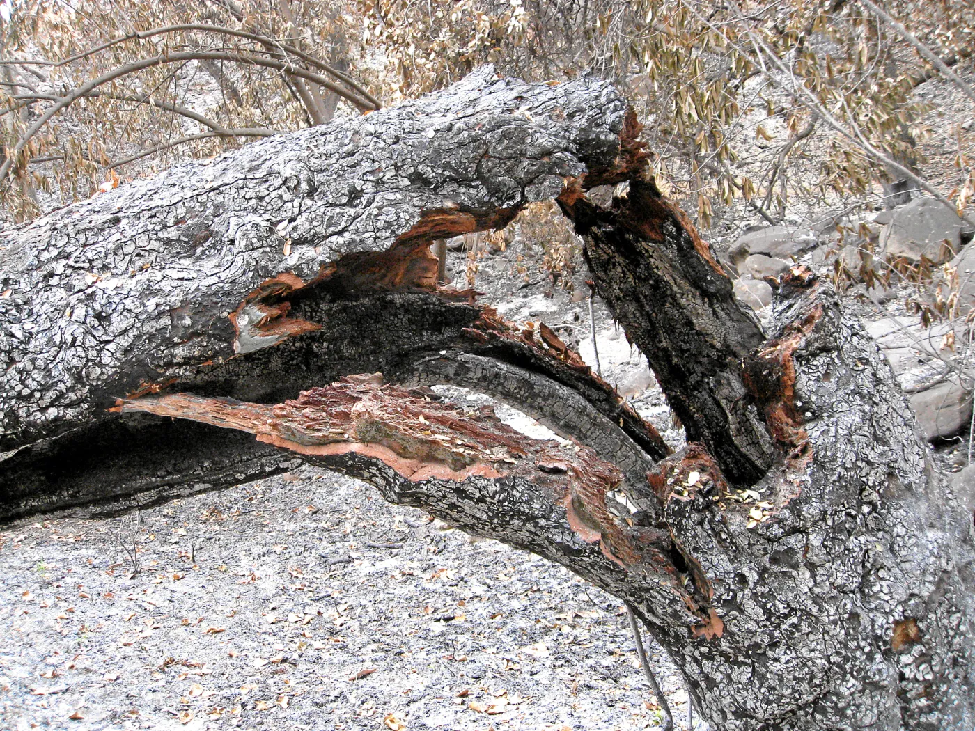 Tree damaged by the Jesusita Fire