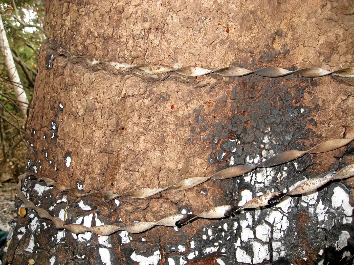 Old fencing wire and damage from the Jesusita Fire