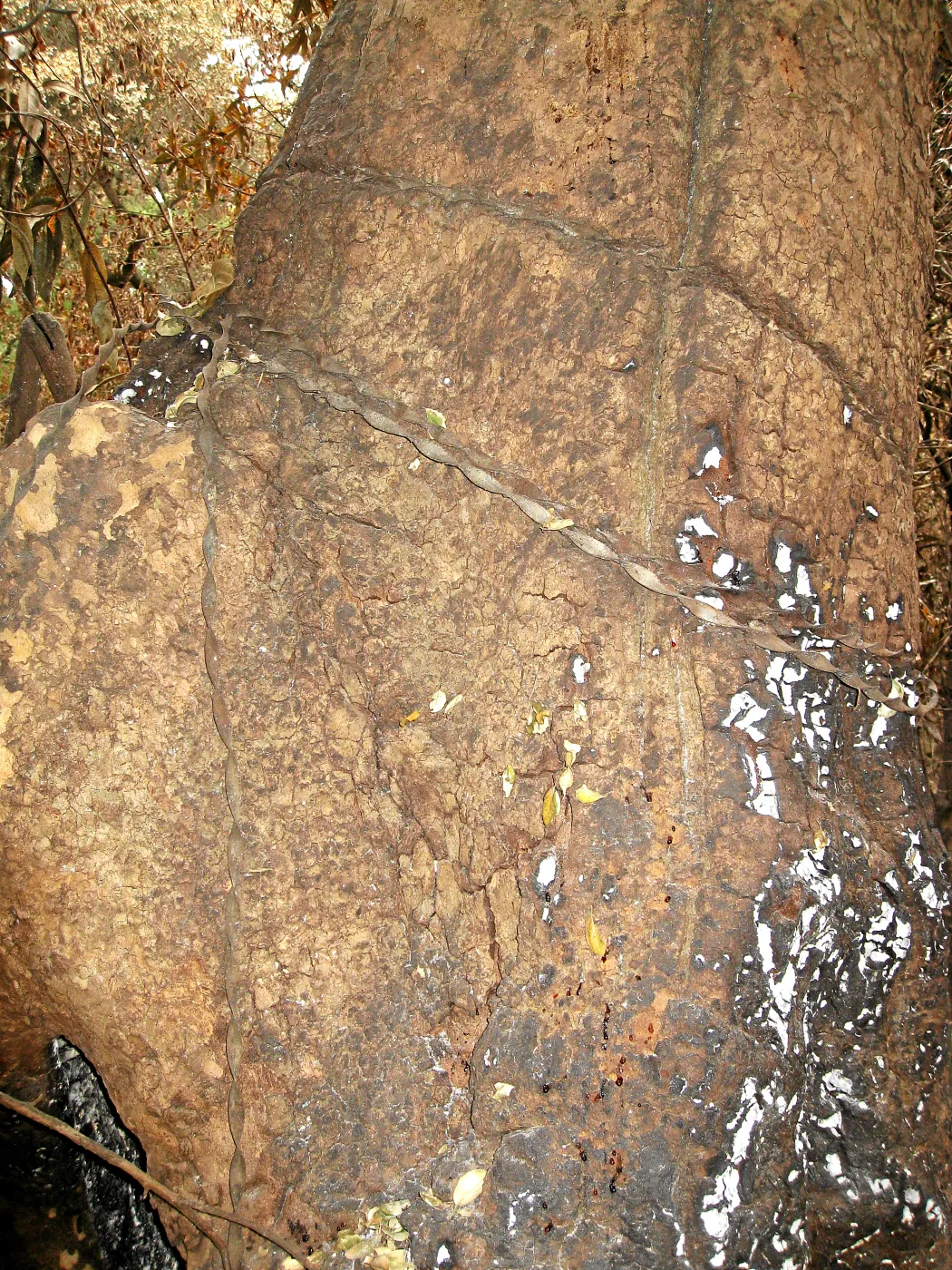 Santa Barbara Botanic Garden after the Jesusita Fire