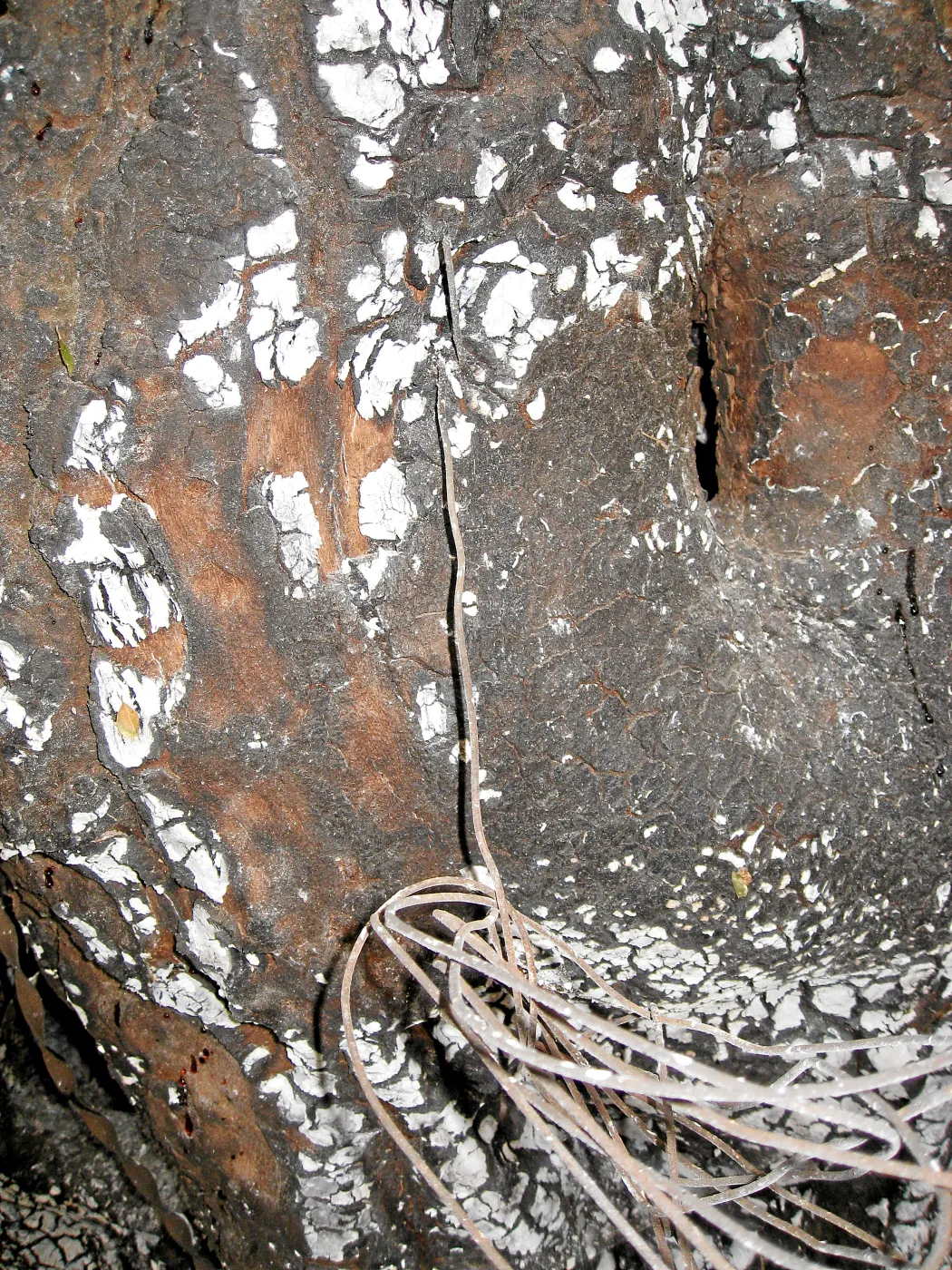 Santa Barbara Botanic Garden after the Jesusita Fire