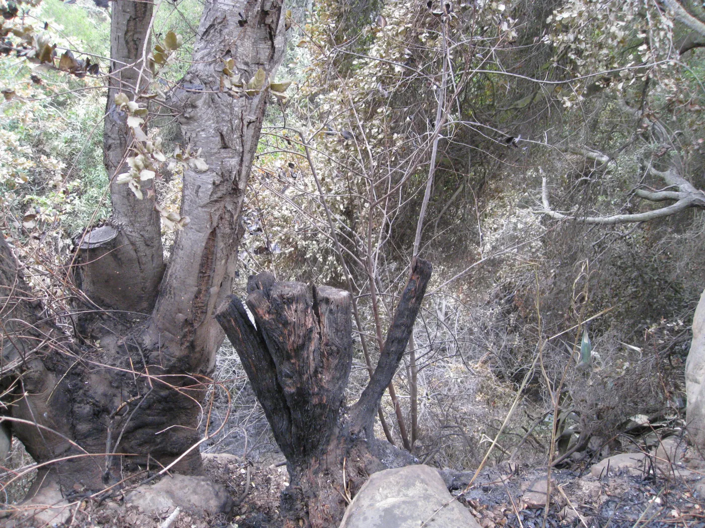 looking down the slope along the courtyard walk