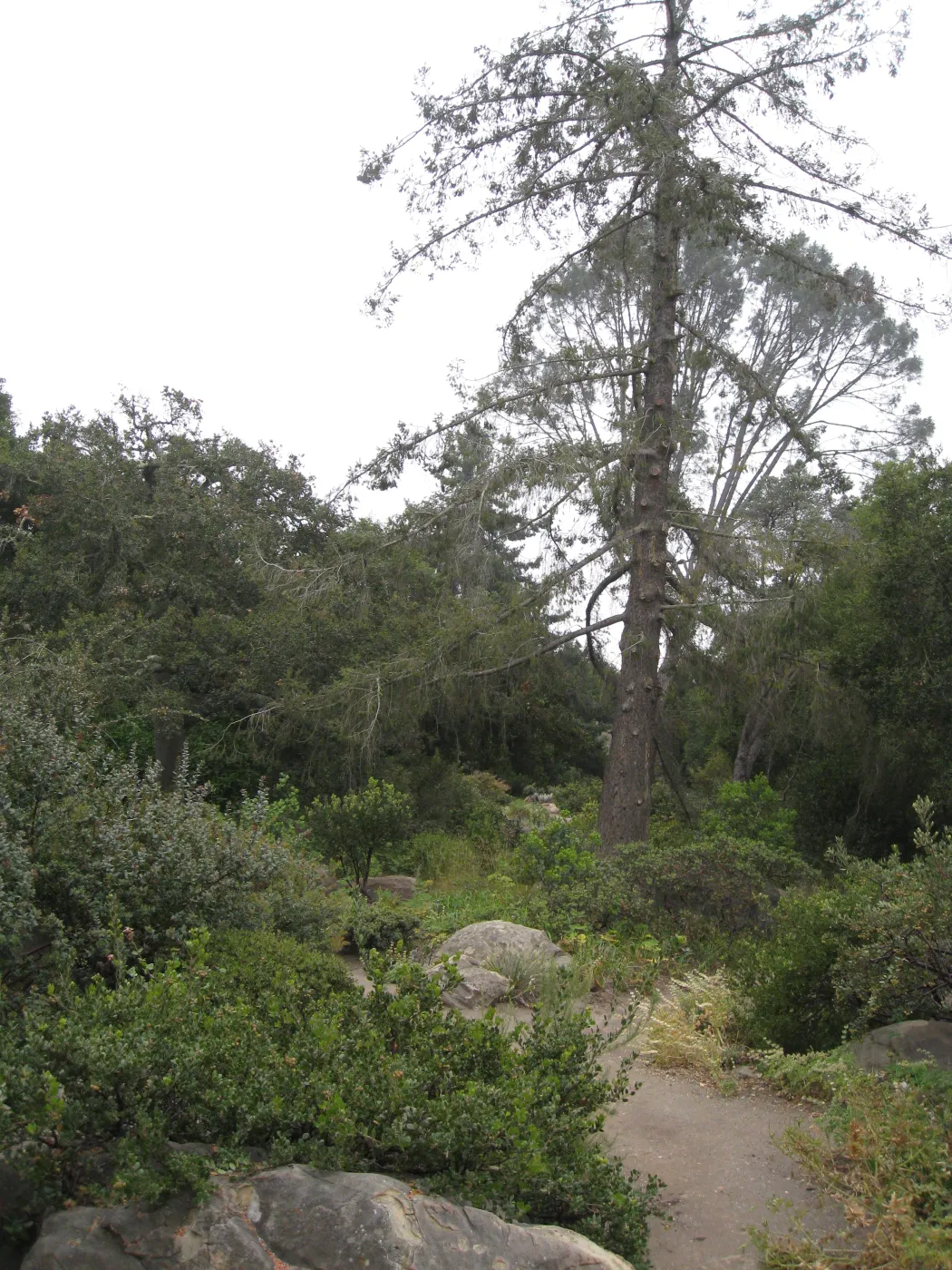 Big Cone Spruce in decline