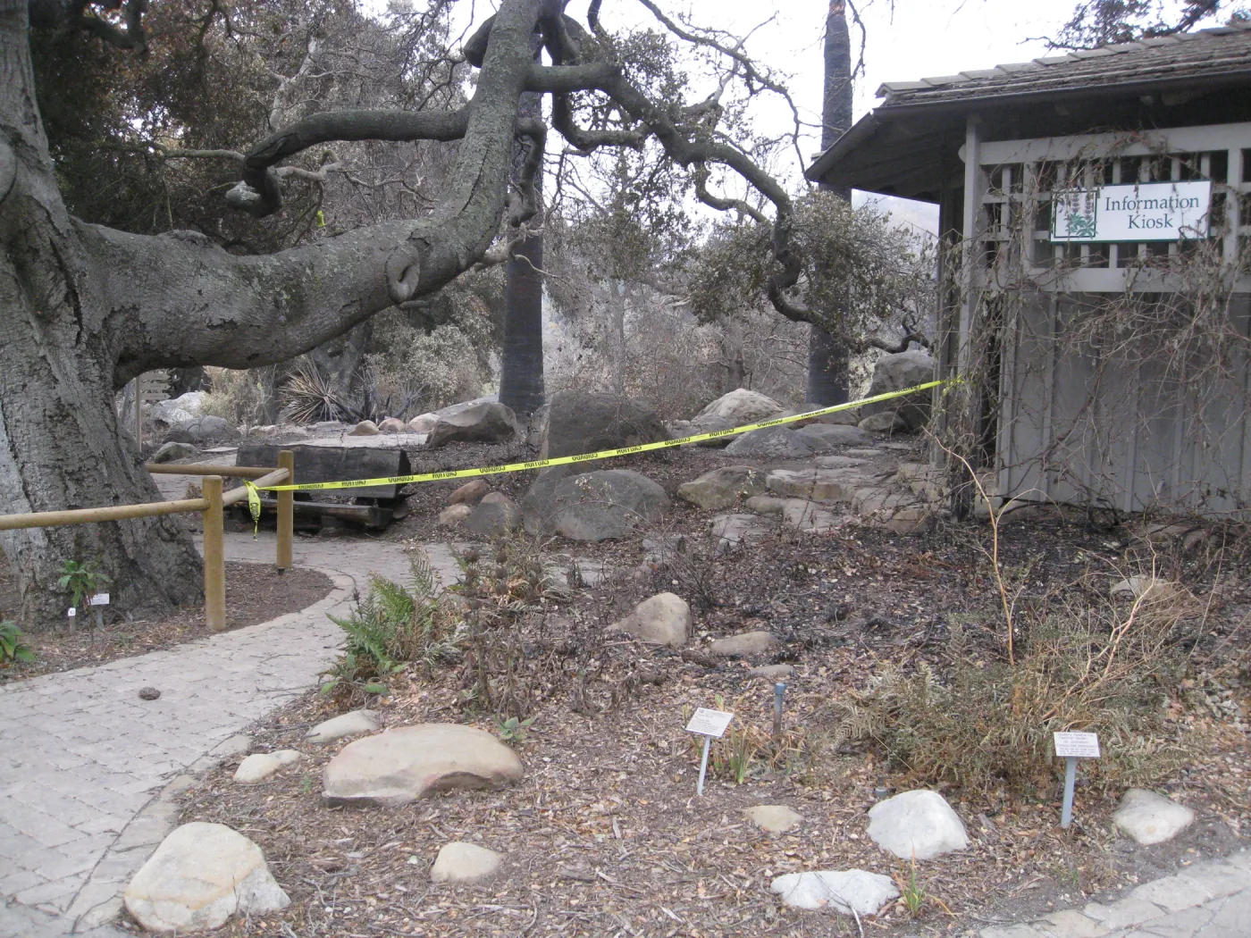 Santa Barbara Botanic Garden after the Jesusita Fire