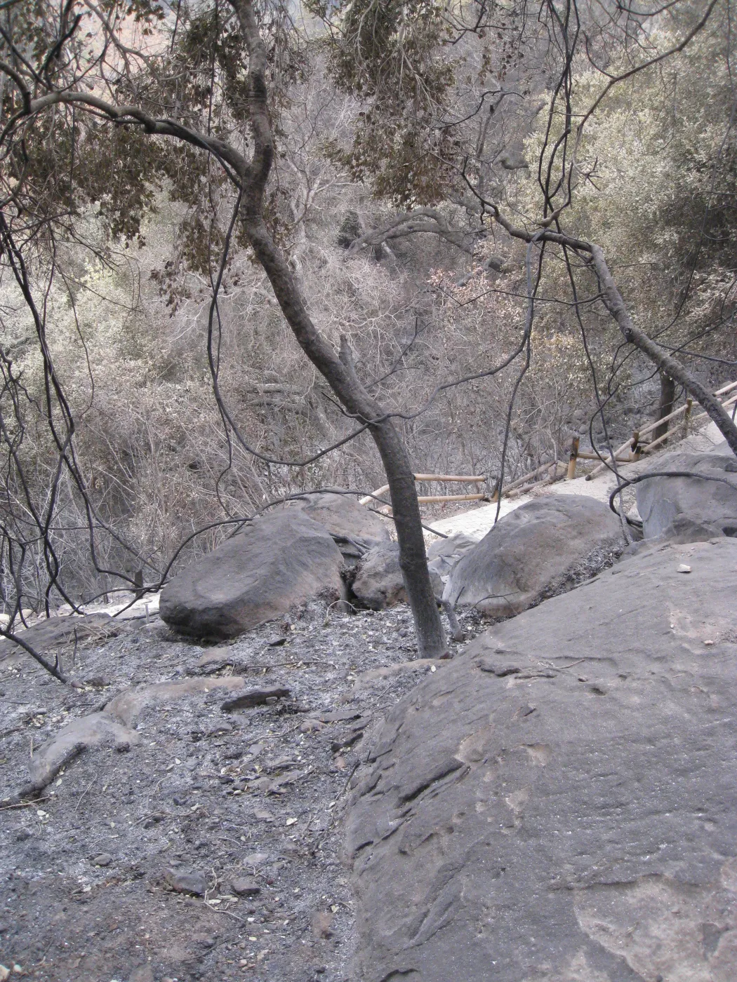 slope above Campbell Trail after the Jesusita Fire
