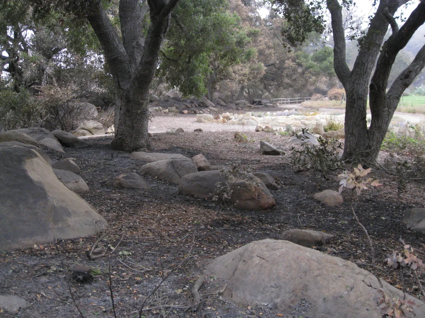 Meadow oaks looking north after the Jesusita Fire