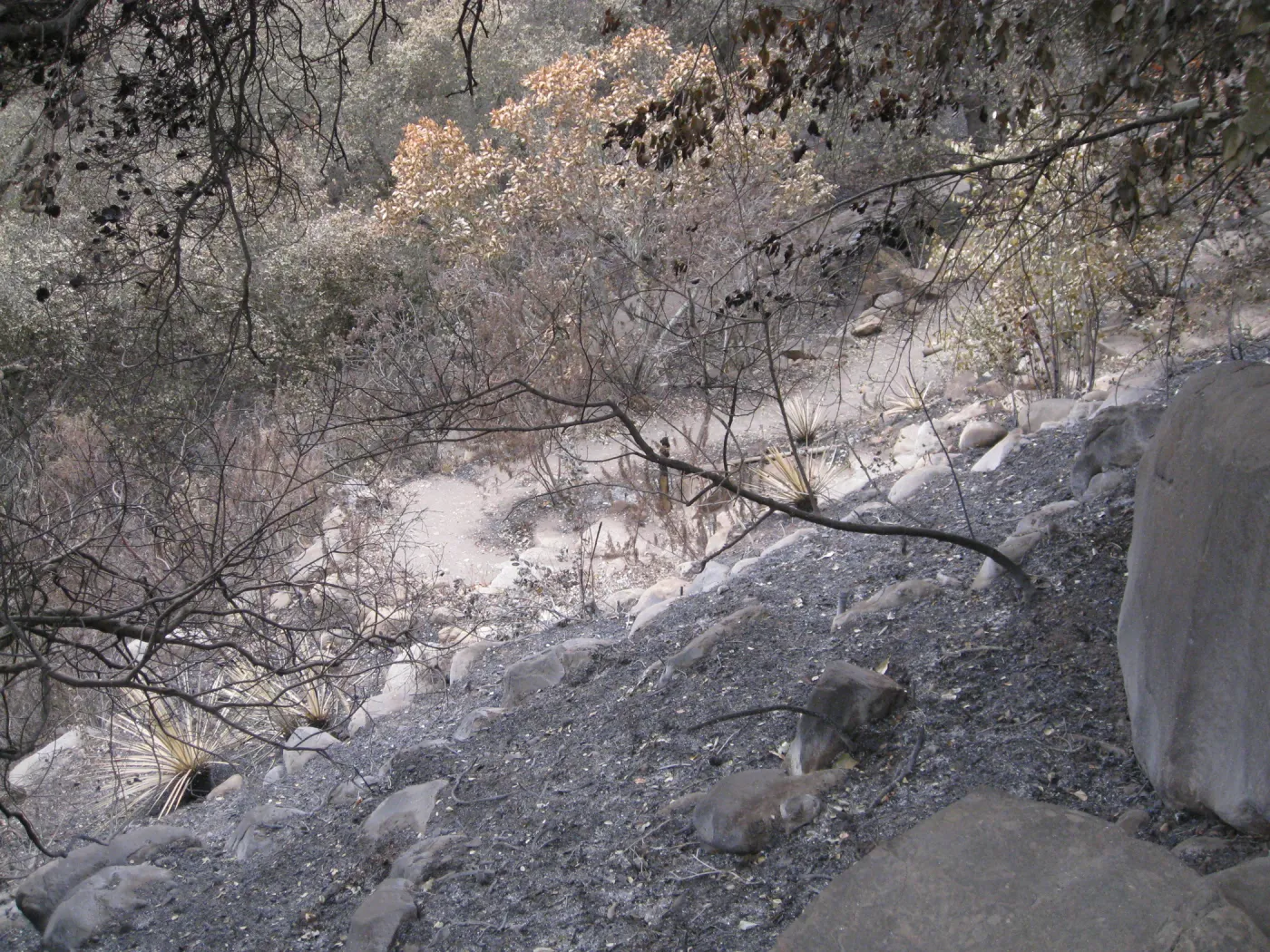 Campbell Trail after the Jesusita Fire