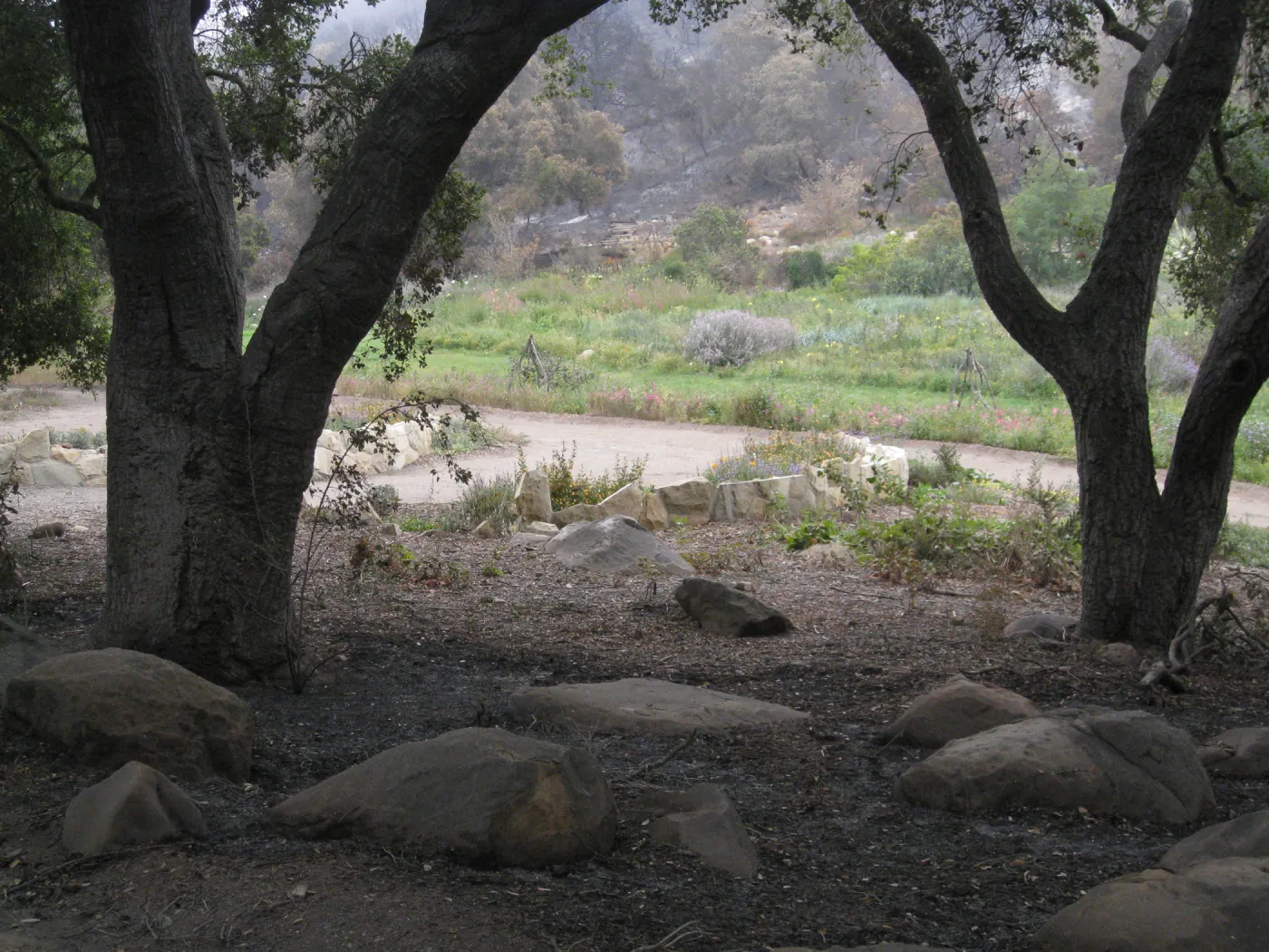 Looking east across terrace to the Meadow after the Jesusita Fire