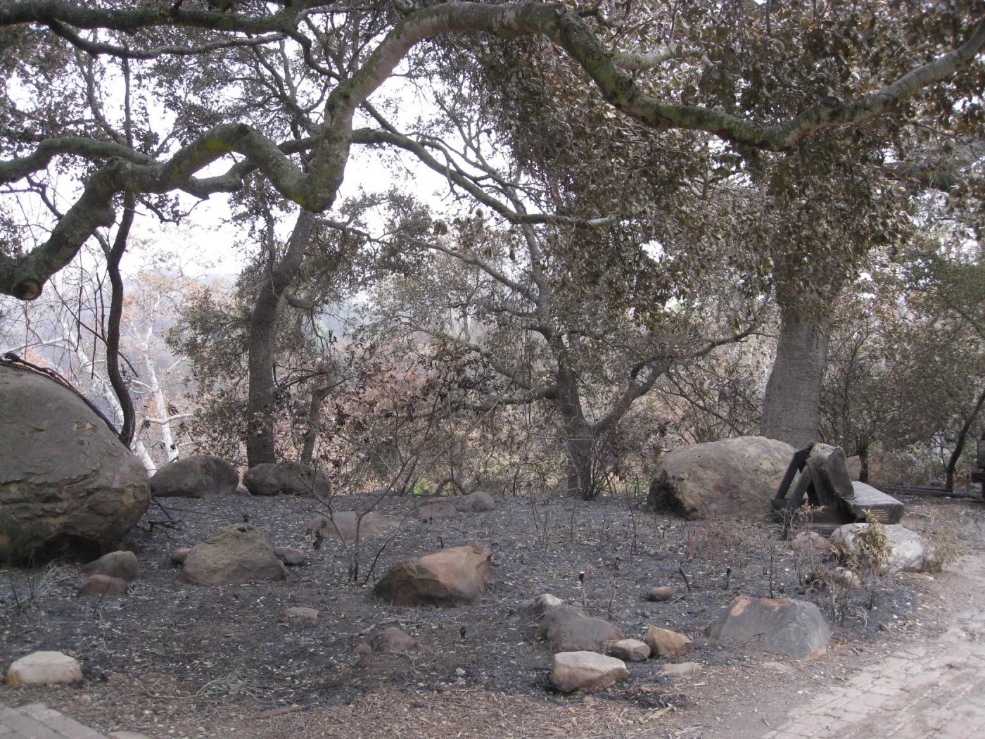 Meadow Oaks/canyon overlook after the Jesusita Fire