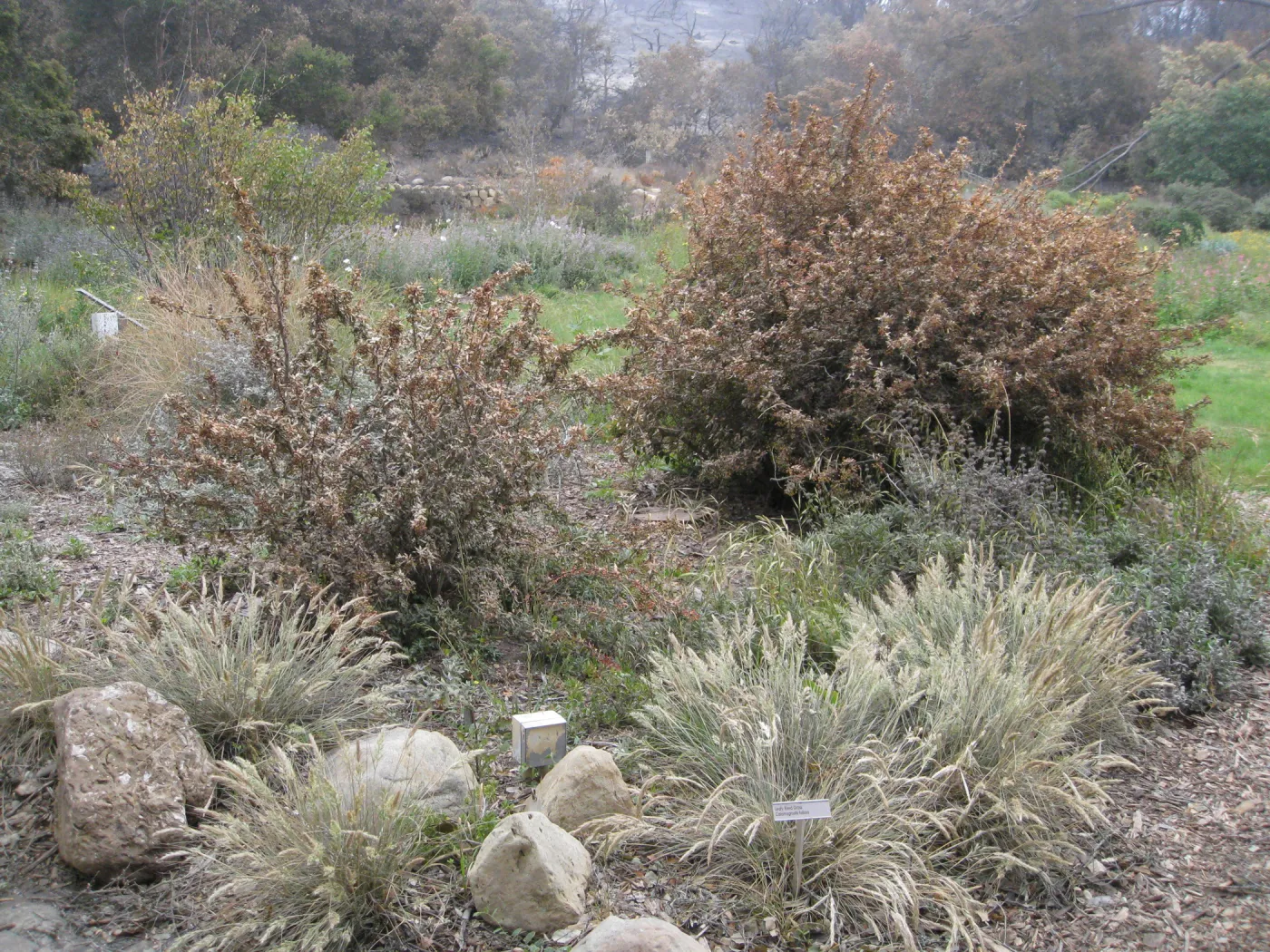 Meadow border fter the Jesusita Fire