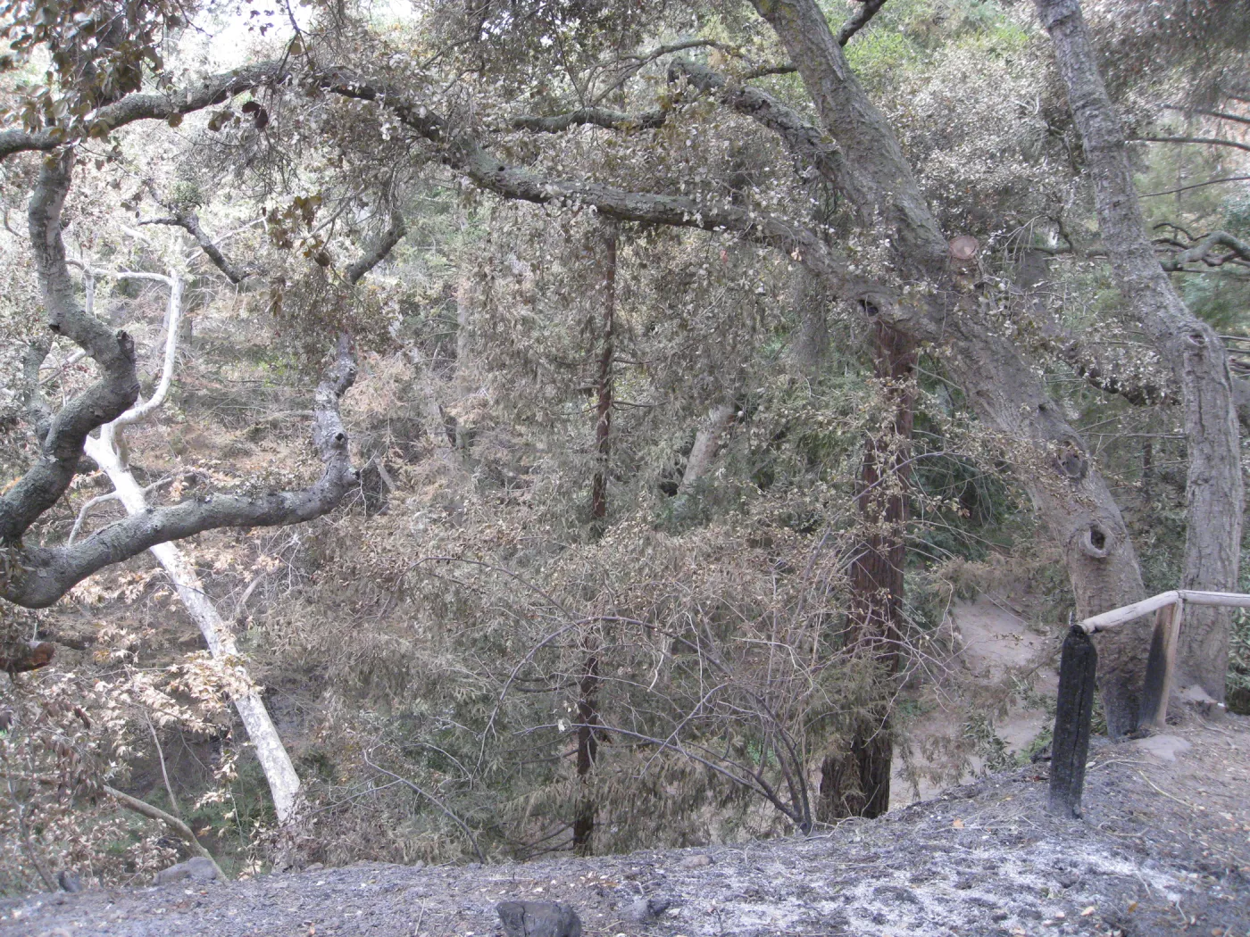 Campbell Trail after the Jesusita Fire