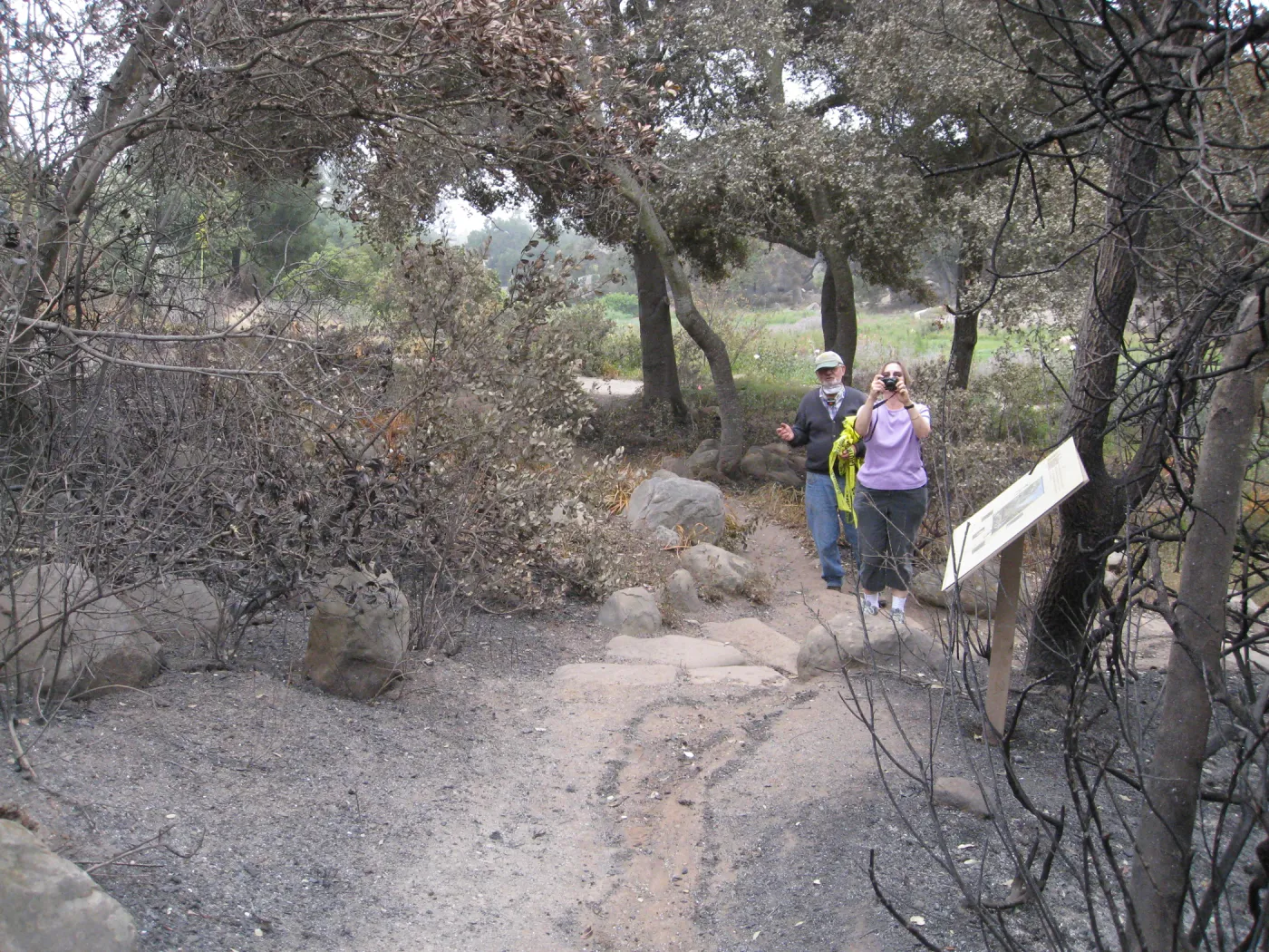 Woodland Trail looking south to Meadow after the Jesusita Fire