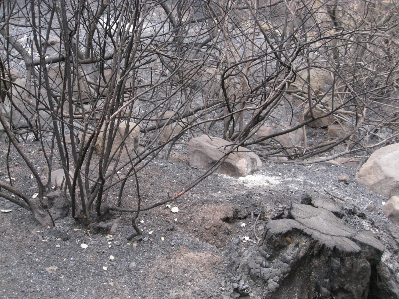 Burned vegetation along the Woodland Trail after the Jesusita Fire