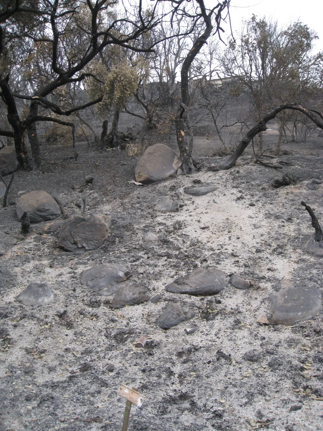Woodland Trail after the Jesusita Fire, looking east