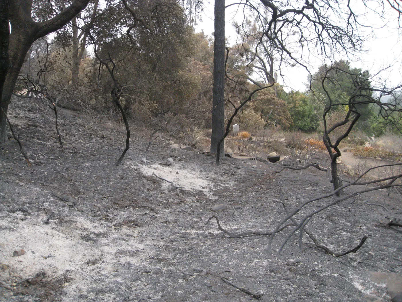 Top of Woodland Trail looking south to Meadow View after the Jesusita Fire