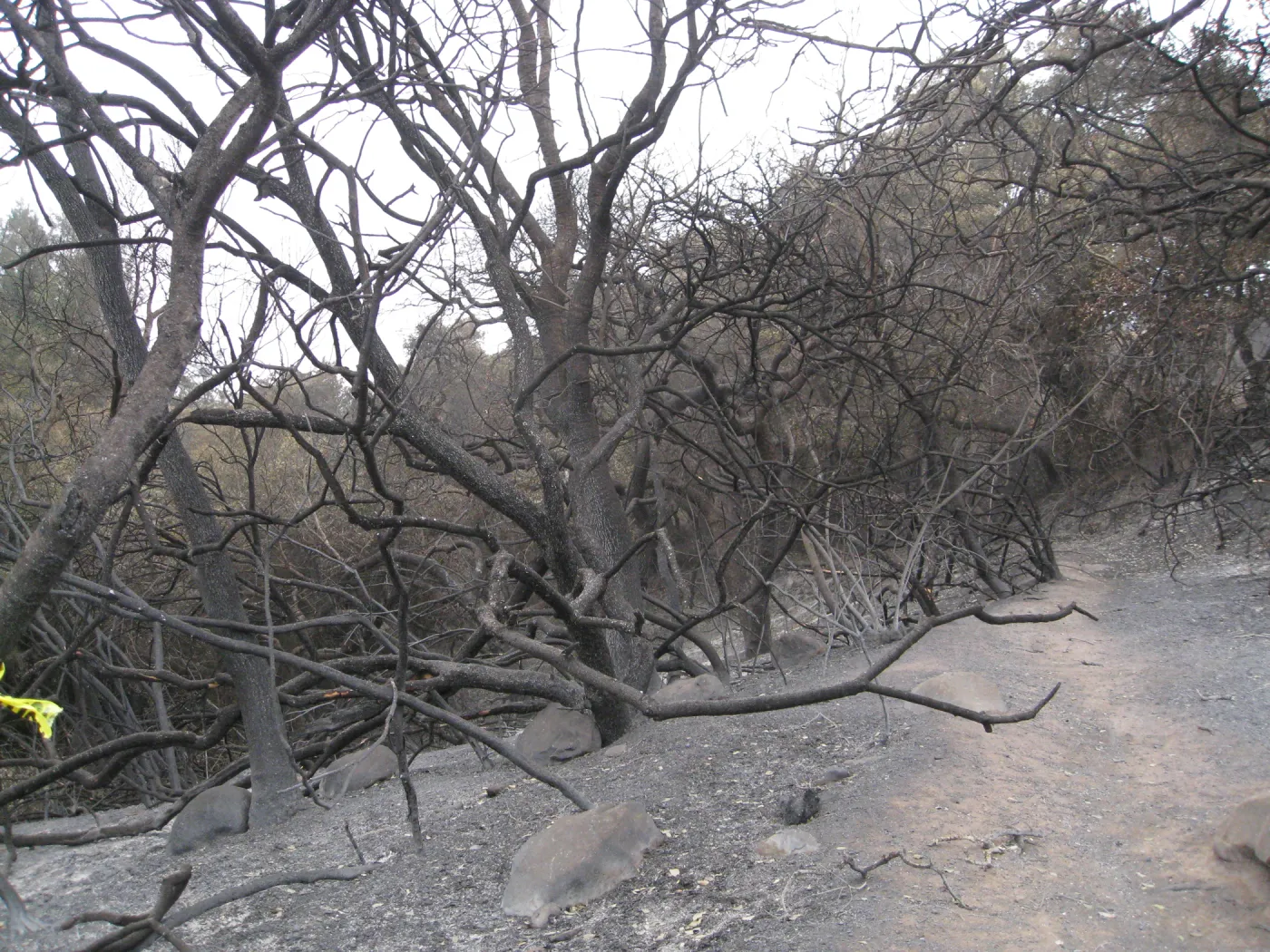 Woodland Trail after the Jesusita Fire