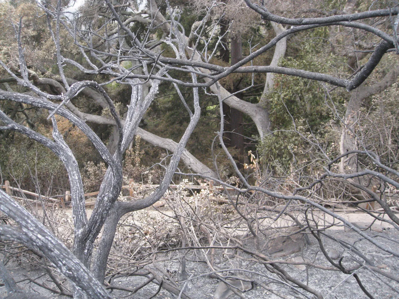 Woodland Trail looking towards top of the Indian Steps after the Jesusita Fire