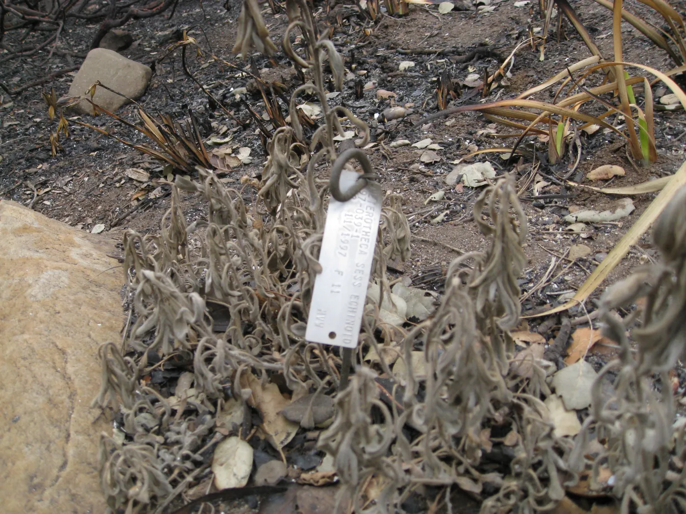 Embossed aluminum accession tag unharmed by Jesusita Fire