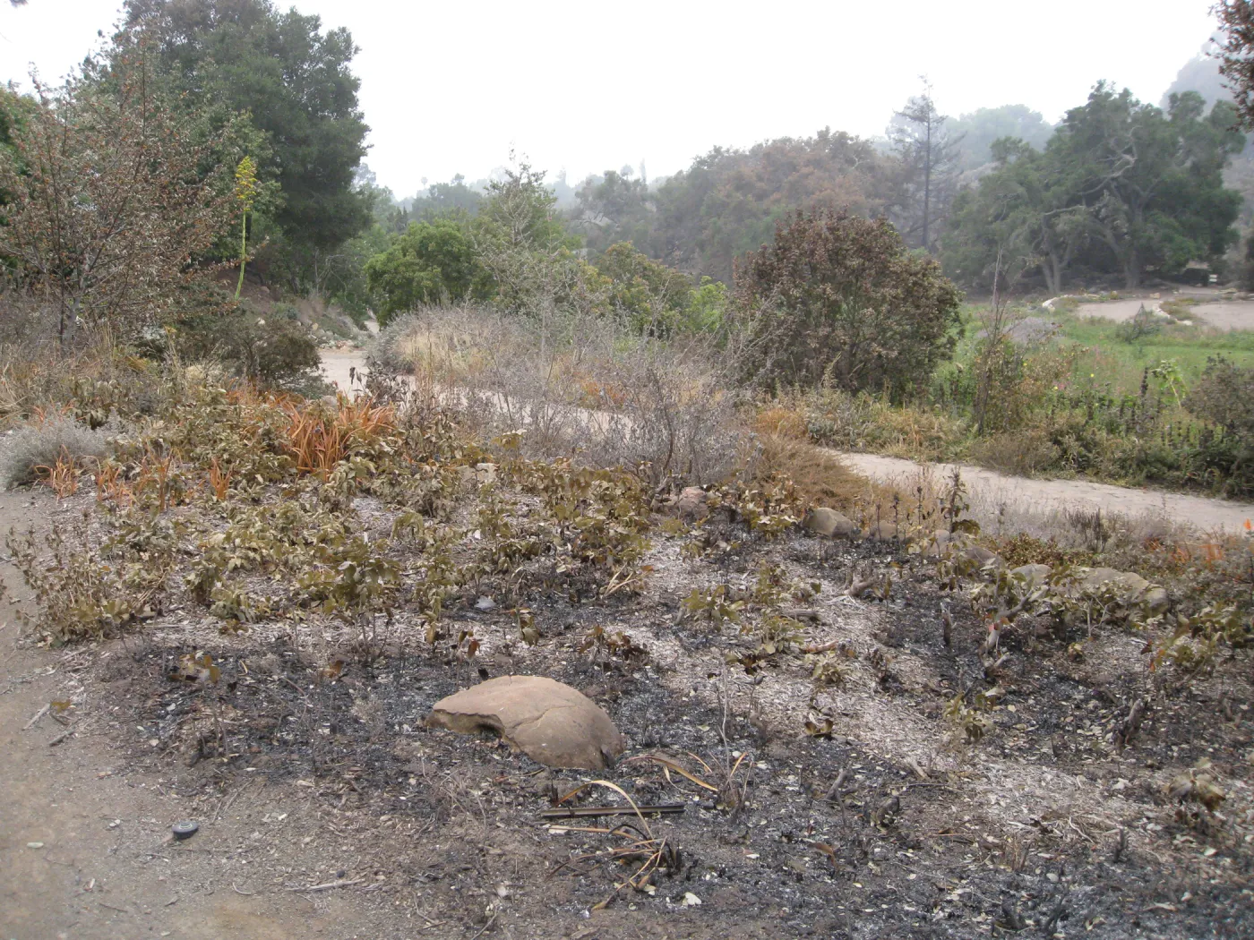 Burned barberry bed in Meadow View after the Jesusita Fire