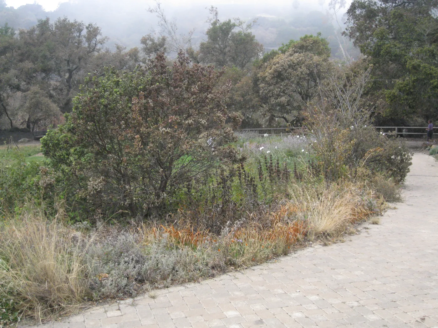 East side of upper Meadow after the Jesusita Fire