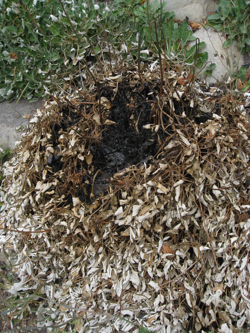 Spot burned Eriogonum grande rubescens in Meadow View after the Jesusita Fire