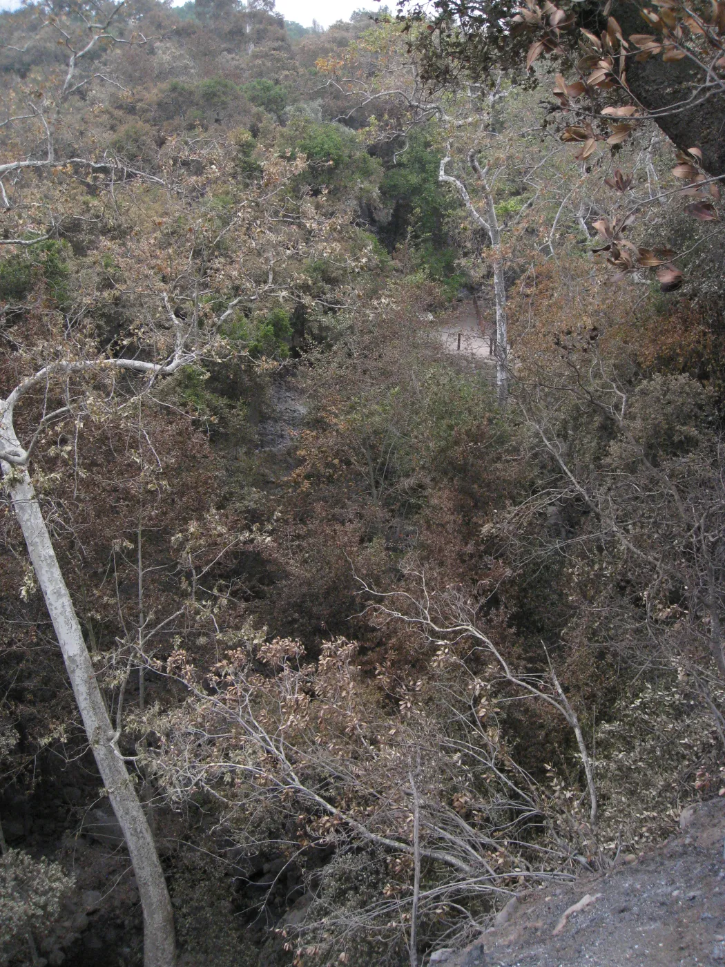 View from Meadow Oaks toward Mission Dam after the Jesusita Fire
