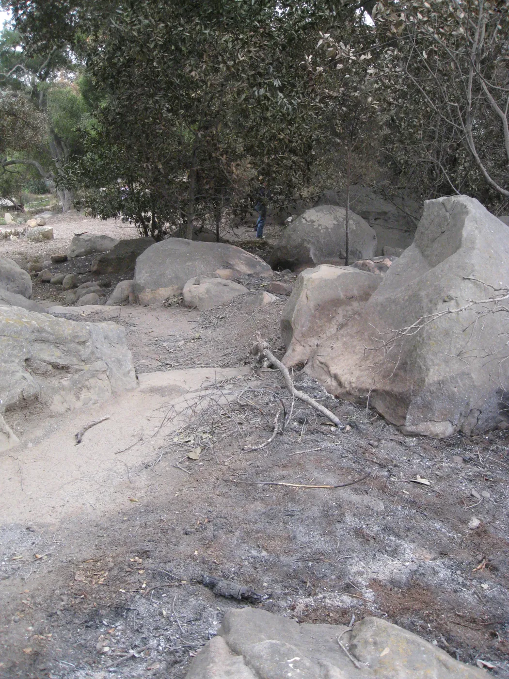 Meadow Oaks, trail looking south after the Jesusita Fire