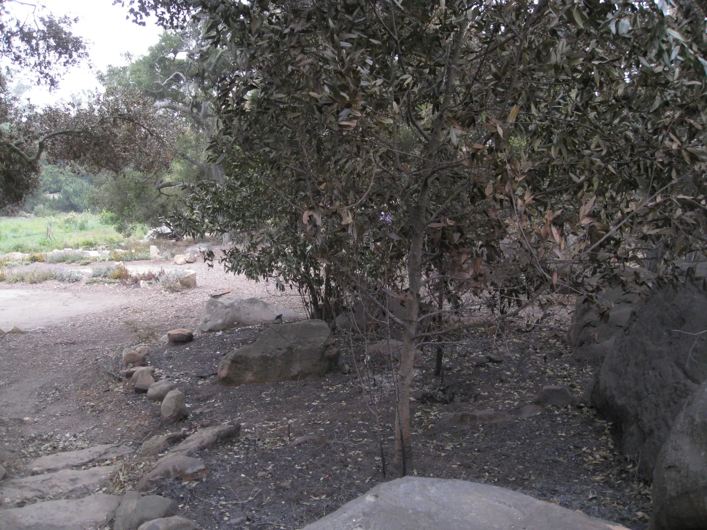 Meadow Oaks after the Jesusita Fire