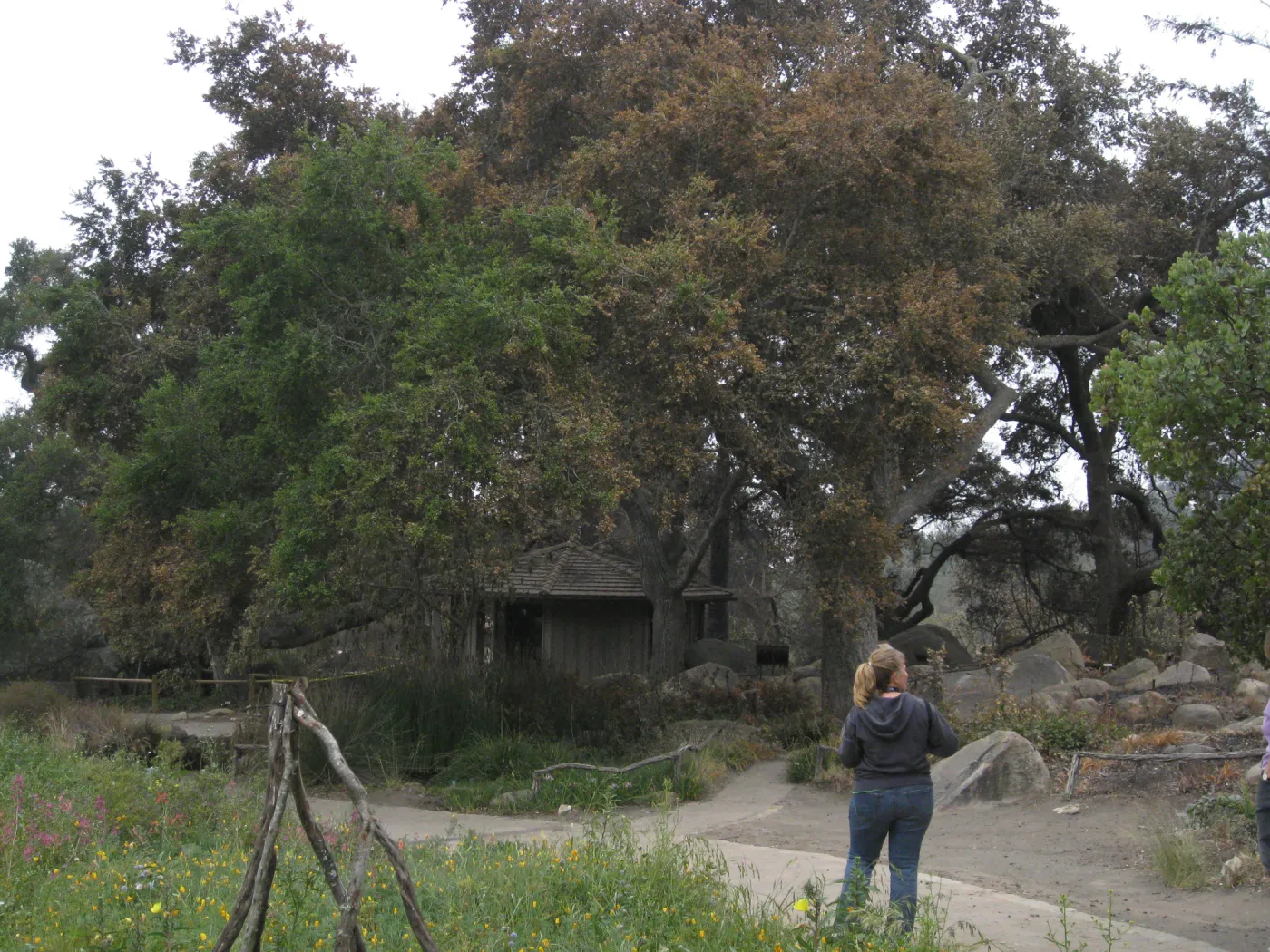 Santa Barbara Botanic Garden after the Jesusita Fire (Coastal Live Oak)