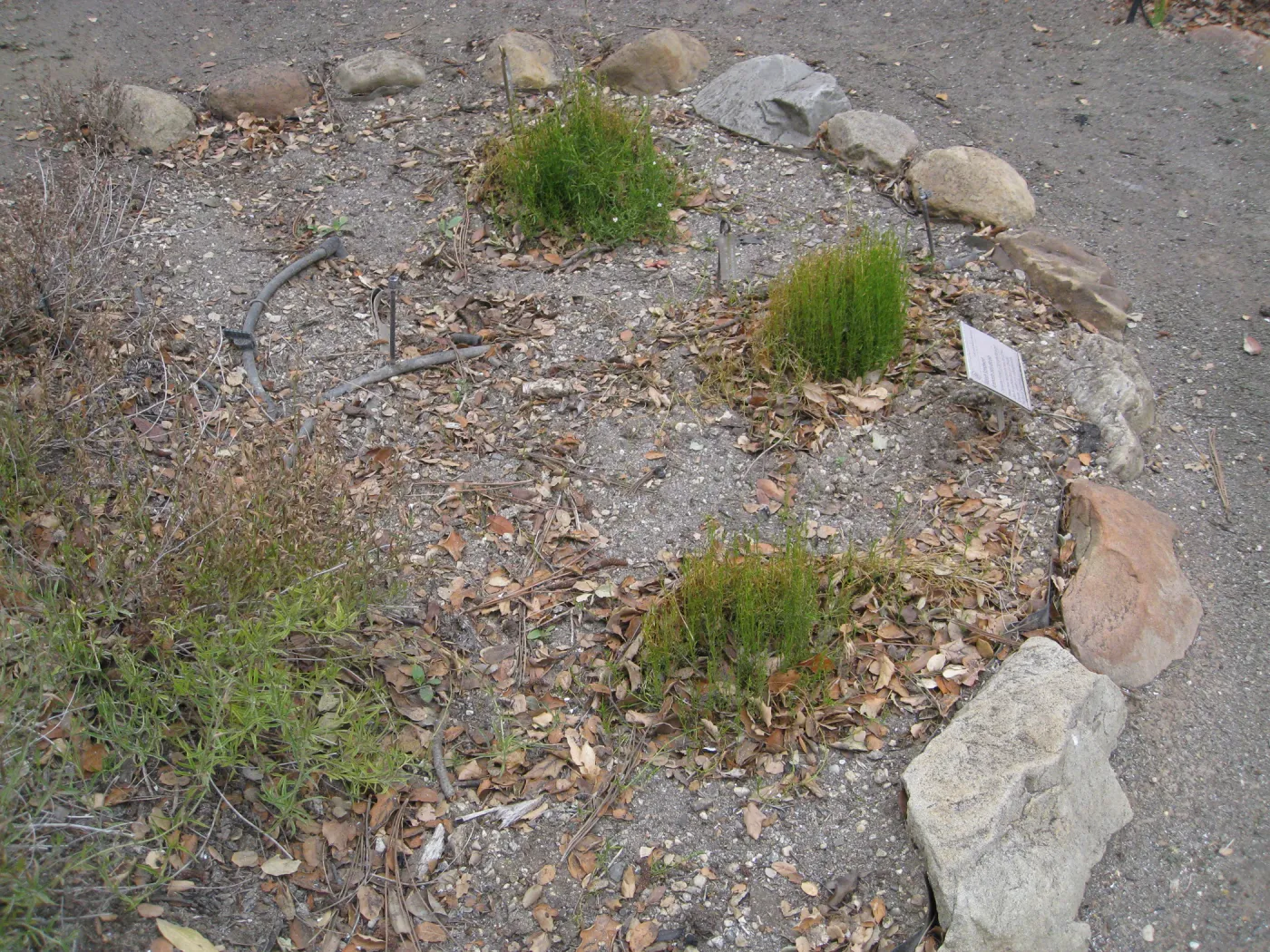 Arenaria paludicola resprouting in the Conservation Display after the Jesusita Fire