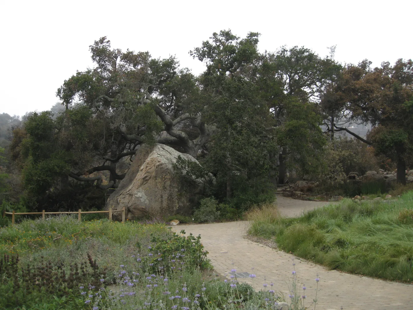 Blaksley Boulder after the Jesusita Fire