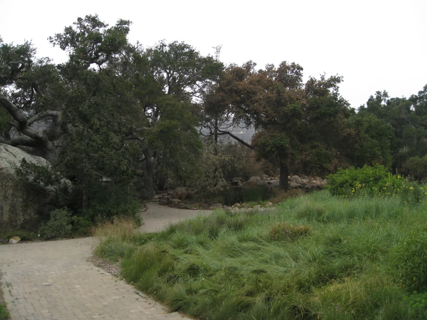 Santa Barbara Botanic Garden after the Jesusita Fire