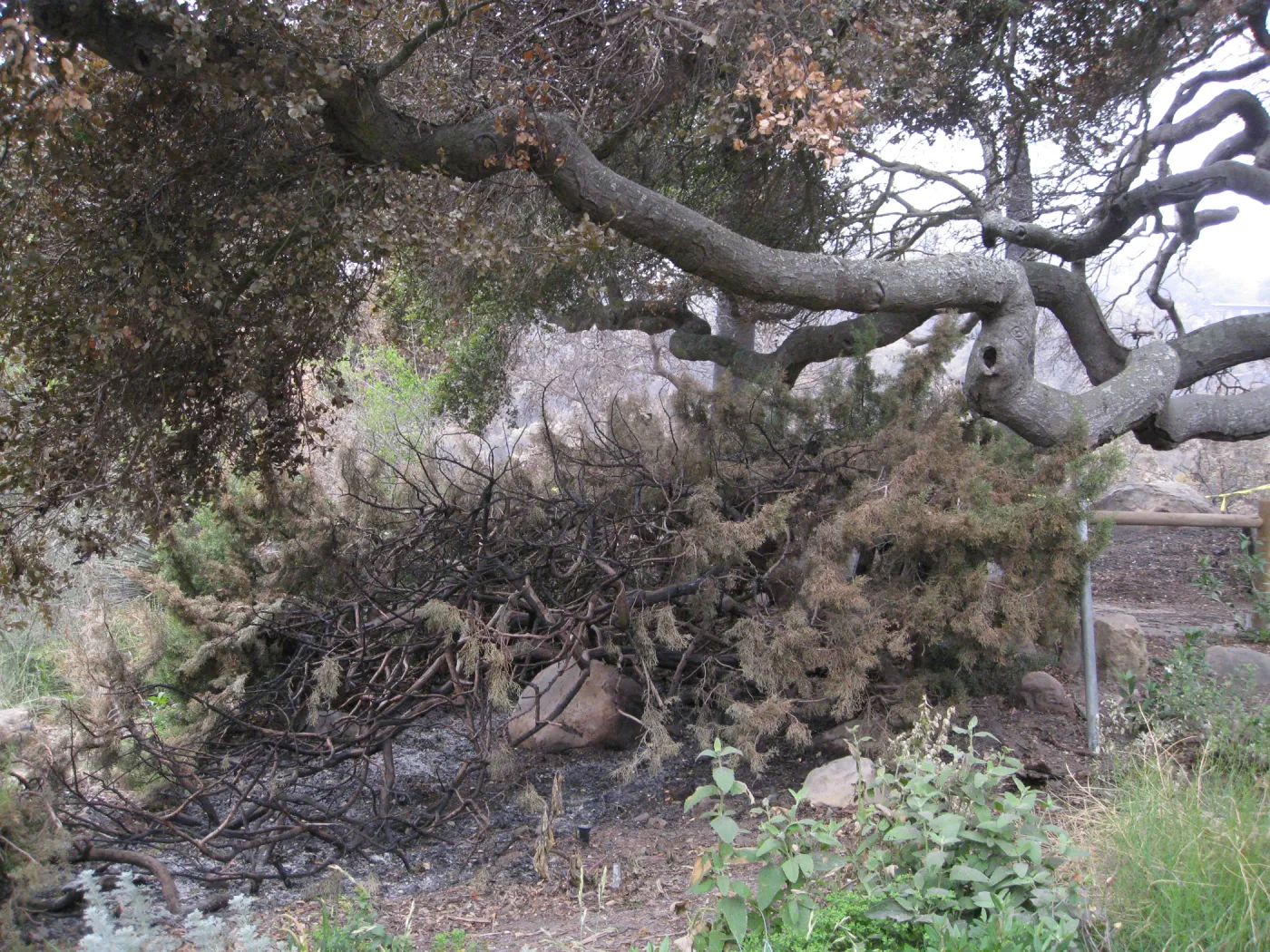 Burned Juniper hedge in desert section after the Jesusita Fire