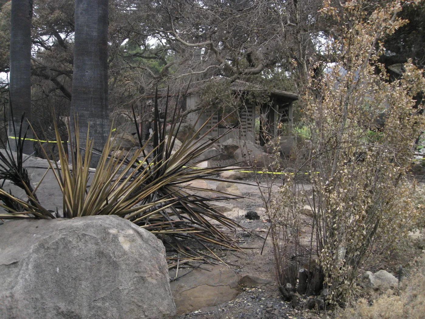 Santa Barbara Botanic Garden after the Jesusita Fire
