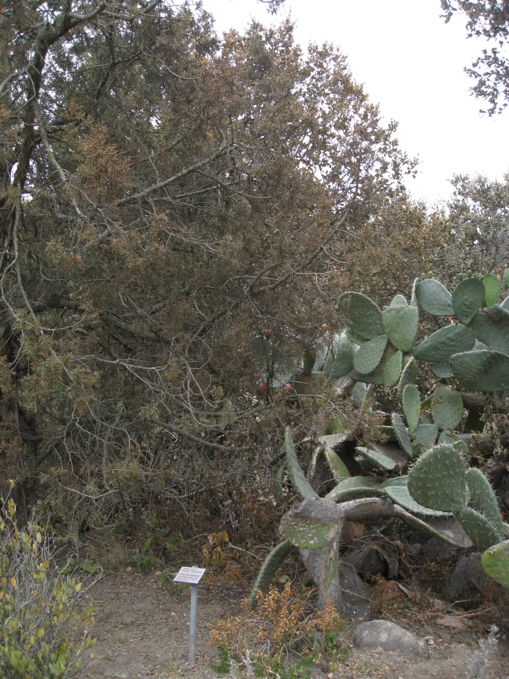Santa Barbara Botanic Garden after the Jesusita Fire