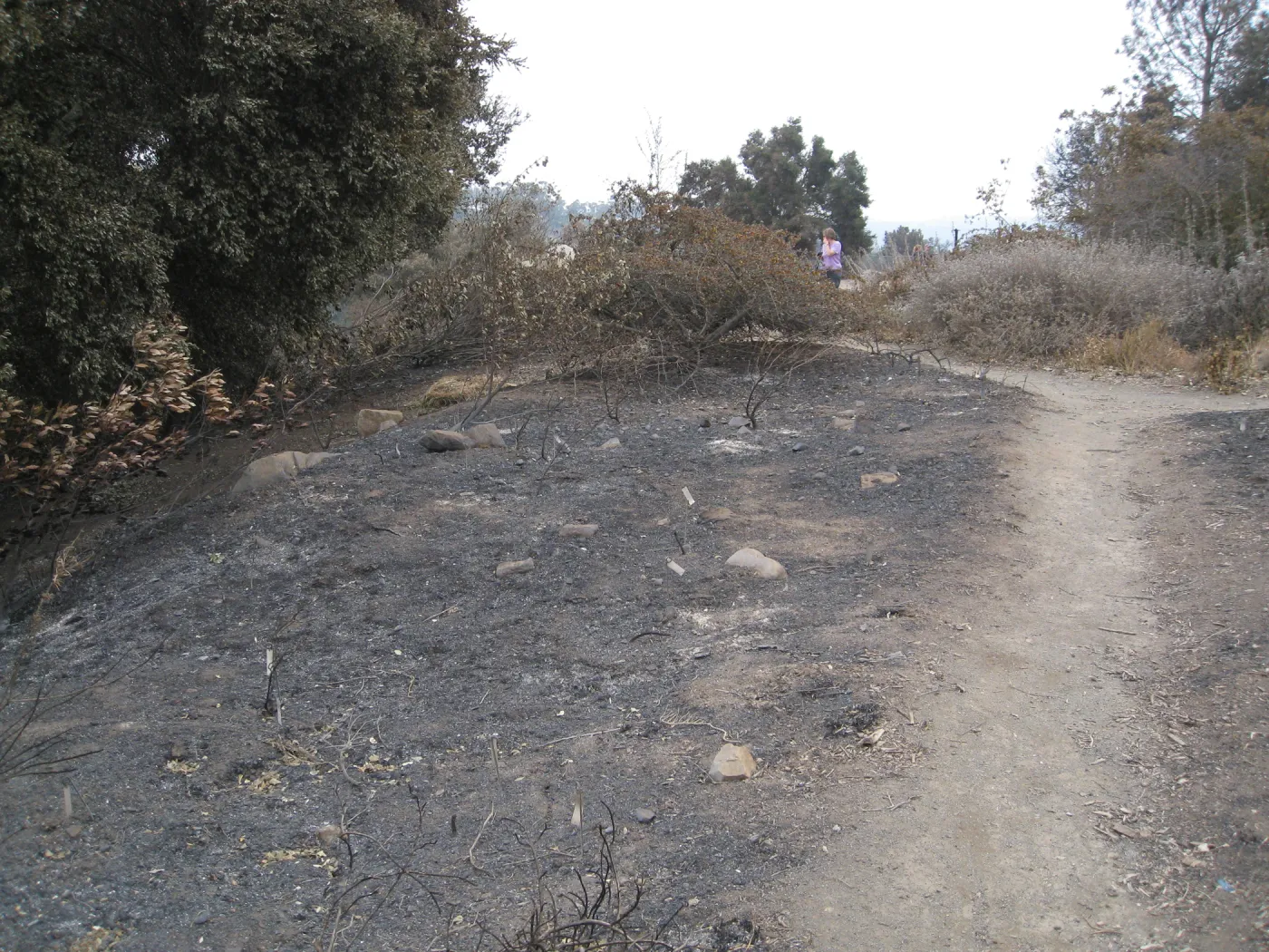 Porter Trail looking sourth Ceanothus Section after the Jesusita Fire