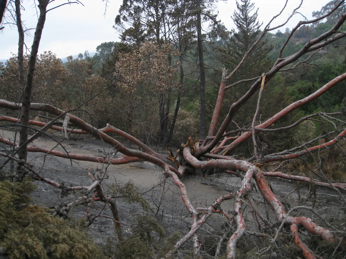Tecate cypress felled by the Jesusita Fire